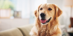 Golden Retriever Gets Little Brother—What Happens Next Melts Hearts