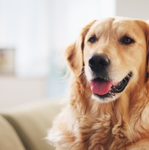 Golden Retriever Gets Little Brother—What Happens Next Melts Hearts