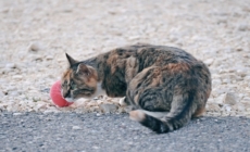 Cat Sits on Woman During Baseball Game, No One Expects What Happens Next