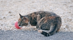 Cat Sits on Woman During Baseball Game, No One Expects What Happens Next