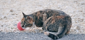 Cat Sits on Woman During Baseball Game, No One Expects What Happens Next