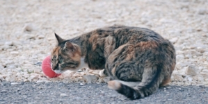 Cat Sits on Woman During Baseball Game, No One Expects What Happens Next