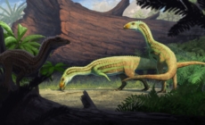 Ancient Croc That Walked on Two Legs Found in Petrified Forest