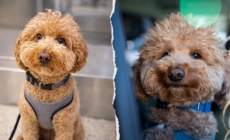 Dog abandoned at Las Vegas airport adopted by police officer