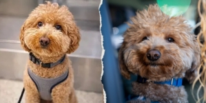 Dog abandoned at Las Vegas airport adopted by police officer