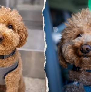 Dog abandoned at Las Vegas airport adopted by police officer