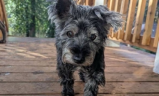 Tears As 17-Year-Old Dog Surrendered To Shelter Seeks One Last Loving Home