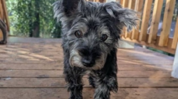 Tears As 17-Year-Old Dog Surrendered To Shelter Seeks One Last Loving Home