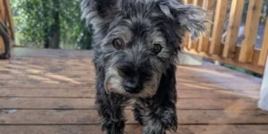 Tears As 17-Year-Old Dog Surrendered To Shelter Seeks One Last Loving Home