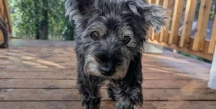 Tears As 17-Year-Old Dog Surrendered To Shelter Seeks One Last Loving Home