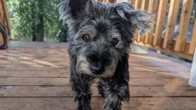 Tears As 17-Year-Old Dog Surrendered To Shelter Seeks One Last Loving Home