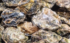 Raw oysters and clams recalled in 9 U.S. states over possible norovirus contamination