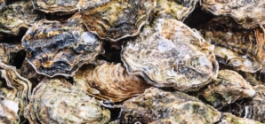 Raw oysters and clams recalled in 9 U.S. states over possible norovirus contamination