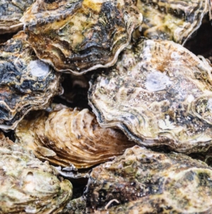 Raw oysters and clams recalled in 9 U.S. states over possible norovirus contamination