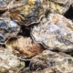 Raw oysters and clams recalled in 9 U.S. states over possible norovirus contamination