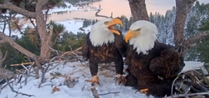 How Jackie met Shadow: The story behind Big Bear’s famous eagles