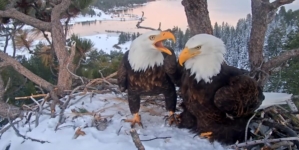 How Jackie met Shadow: The story behind Big Bear’s famous eagles