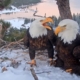 How Jackie met Shadow: The story behind Big Bear’s famous eagles