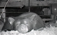 Video: Mama bear, 3 cubs are Lake Tahoe renter’s unexpected housemates