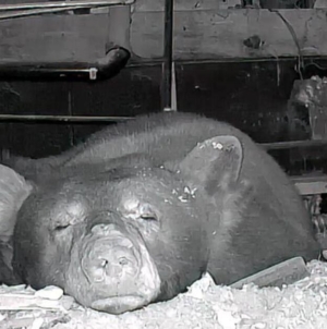 Video: Mama bear, 3 cubs are Lake Tahoe renter’s unexpected housemates