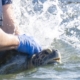 Three-flippered sea turtle returns to San Gabriel River after long recovery