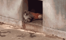 Viral monkey draws huge crowds to Japan zoo with beloved stuffed animal