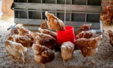 Egg Market Navigates Post-Bird Flu Turbulence