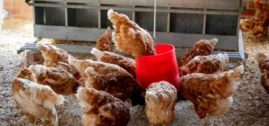 Egg Market Navigates Post-Bird Flu Turbulence