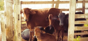 Agricultural Organizations Call EU’s Mercosur Deal a “Serious Offense”