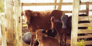 Agricultural Organizations Call EU’s Mercosur Deal a “Serious Offense”