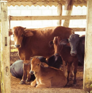 Agricultural Organizations Call EU’s Mercosur Deal a “Serious Offense”