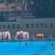 Harvard-Westlake water polo player assaulted by teammates, suit claims