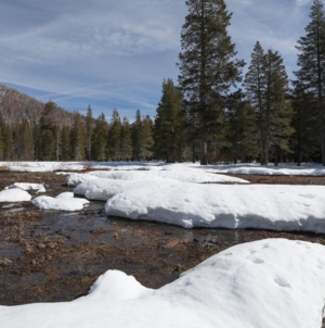 California’s warm winter has brought very little snow